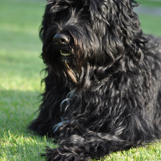 black portuguese water dog with long hair